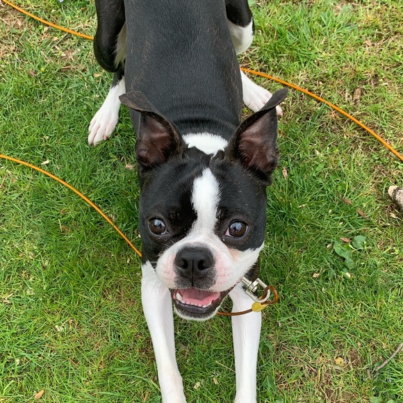 Meet your Posher, Anna - Picture 1 of 1